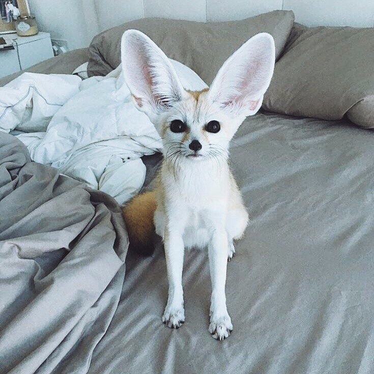     :3.#animal@travel.blog - 5