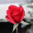 ���� Sezai, �����, 66 ��� - ��������� 9 ���� 2016 � ������ �Roses�