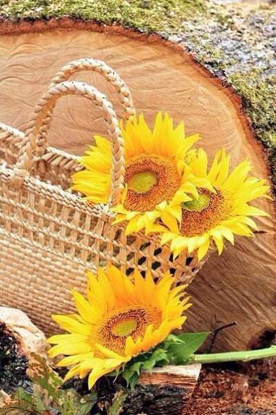 Эх, осень серо-бурая, Вся выпита до донышка. Пока погодка хмурая, Побуду-ка я солнышком! - 6