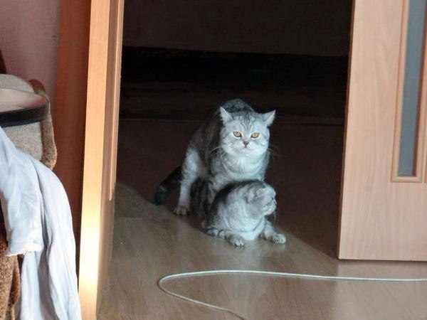   AVITO,     .   ,      .