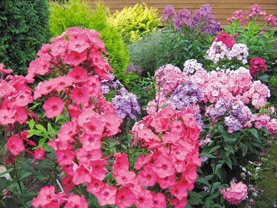 Флоксы в саду-шесть причин вырождения. Флоксы - как прекрасны и изменчивы эти цветы. Могут быть ... - 4