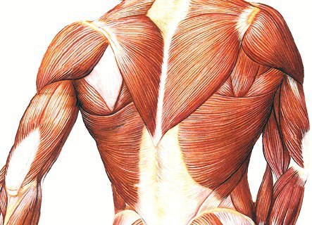 Какие мышцы следует тренировать вместе? #SPORT_тренировки@sports_is_life Сочетание мышечных групп на ...
