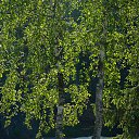 ���� ����������, ������� ��������, 63 ���� - ��������� 6 �������� 2016 � ������ ���������