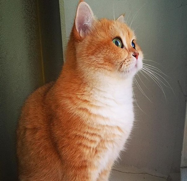 Без кота и жизнь не та - 13 марта 2016 в 07:31 - 4