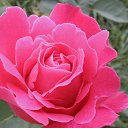 ���� Sezai, �����, 66 ��� - ��������� 9 ���� 2016 � ������ �Roses�