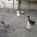 ���� ���������, �������������� - ��������� 8 �������� 2016 � ������ �����