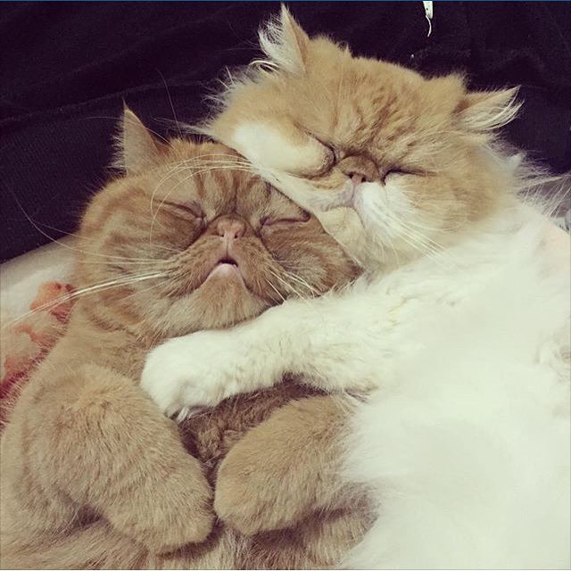     ,     :3