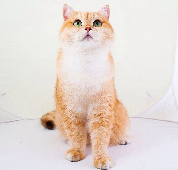 Без кота и жизнь не та - 13 марта 2016 в 07:31 - 5