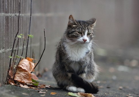 Не бросайте котиков - 5