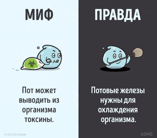 10 мифов о человеческом теле, которые пора забыть. - 9