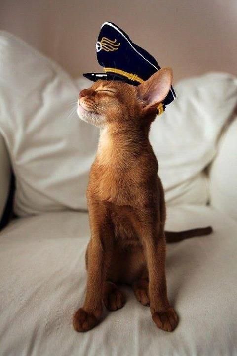 Я умный, потому что добрый, А скромный из-за красоты!