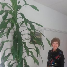 ����, ������