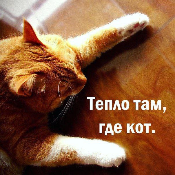 Без кота и жизнь не та - 24 марта 2016 в 01:31