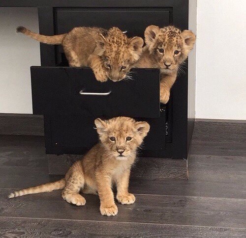 Без кота и жизнь не та - 13 марта 2016 в 10:31 - 4