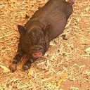 ���� ������, ������, 46 ��� - ��������� 13 ������� 2016 � ������ ���� ����������