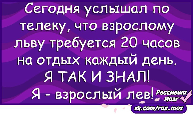 Потребоваться 20. Взрослому льву требуется 20. Взрослый Лев спит 20 часов в сутки. Узнала что взрослой львице требуется 20 часов картинка.