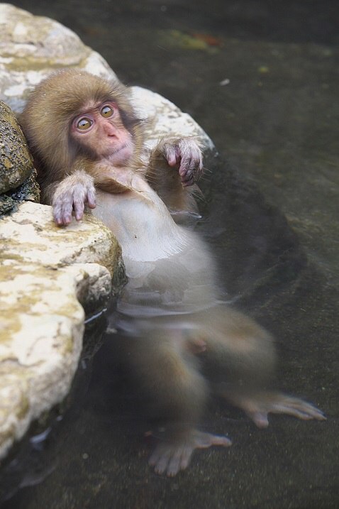        (Jigokudani Yaen-koen, Jigokudani Monkey Park)  ... - 14