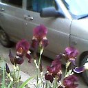 ���� ����, ���������, 46 ��� - ��������� 30 ��� 2016 � ������ ���� ����������