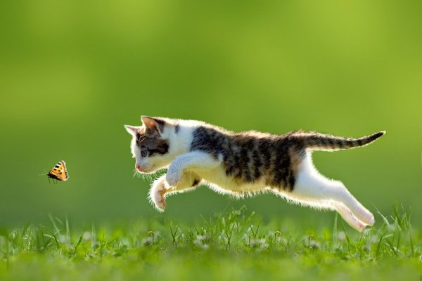 CATS OF ALL - 22  2016  18:55