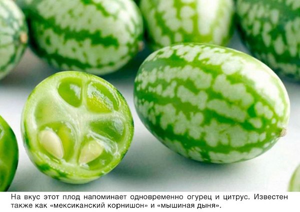 Когда думал, что перепробовал все, в твою жизнь врывается огурцеарбуз. Природа довольно редко ... - 2