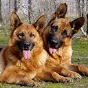  Robert, , 52  -  27  2016    