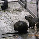 ���� ���������, ��������� - ��������� 1 ���� 2016 � ������ �������� "�������� ���" �� ������� ��������