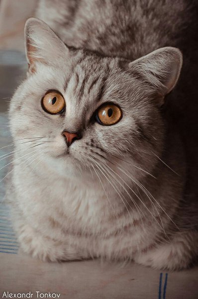 #Безкота_добро.У нас тоже история со счастливым концом) Я нашла нашу Милану на своей работе с утра в ...
