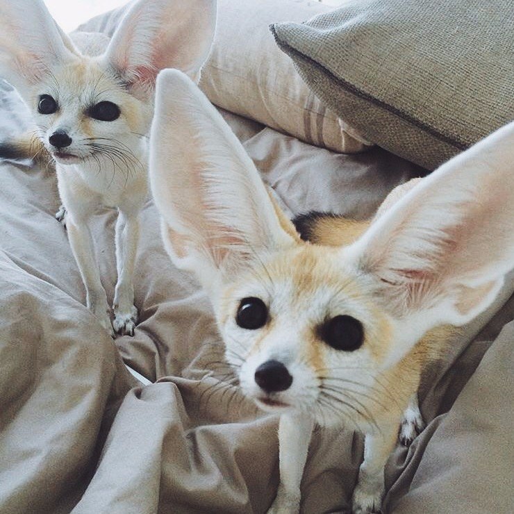     :3.#animal@travel.blog - 6