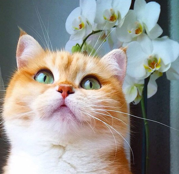 Без кота и жизнь не та - 13 марта 2016 в 07:31 - 6