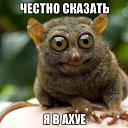 ���� Denek, �����������, 38 ��� - ��������� 1 ������� 2016 � ������ ������ ��������