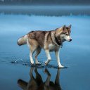 ���� ����, ���������, 41 ��� - ��������� 13 ��� 2016 � ������ ���� ����������