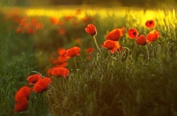 В нас расцветает то, что мы питаем — таков вечный закон Природы. Иоганн Вольфганг фон Гёте - 2