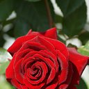 ���� �����, �����, 56 ��� - ��������� 26 ������� 2016 � ������ ������ ��������
