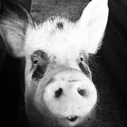 �������, �������