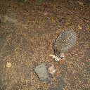 ���� �����, �������, 71 ��� - ��������� 3 ���� 2016 � ������ ������ ��������