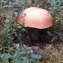 ���� ������, ��������, 54 ���� - ��������� 15 ���� 2016 � ������ ������ ����� 2016�.14 �����