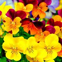 ���� ����, ���������, 63 ���� - ��������� 28 ����� 2016 � ������ ������ ��������