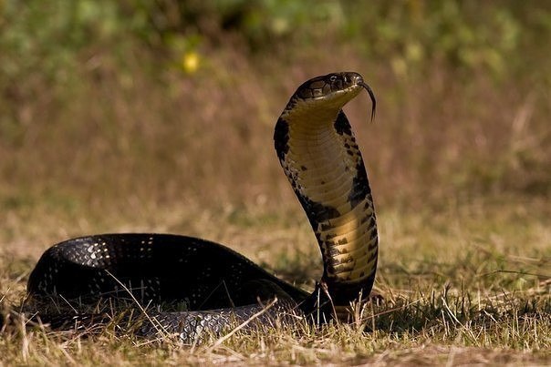     -   (Ophiophagus hannah),   , ...