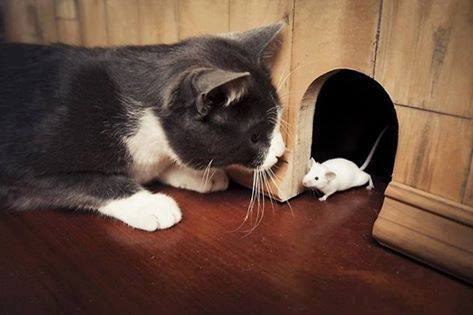 Tom & Jerry