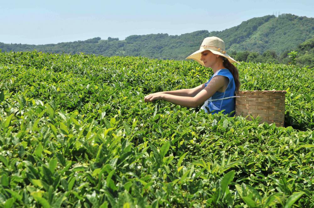 Культура и где растет. Мацеста чай плантации. Краснодарский чай плантации. Чайные плантации в Краснодарском крае. Плантации чая в Краснодарском крае.