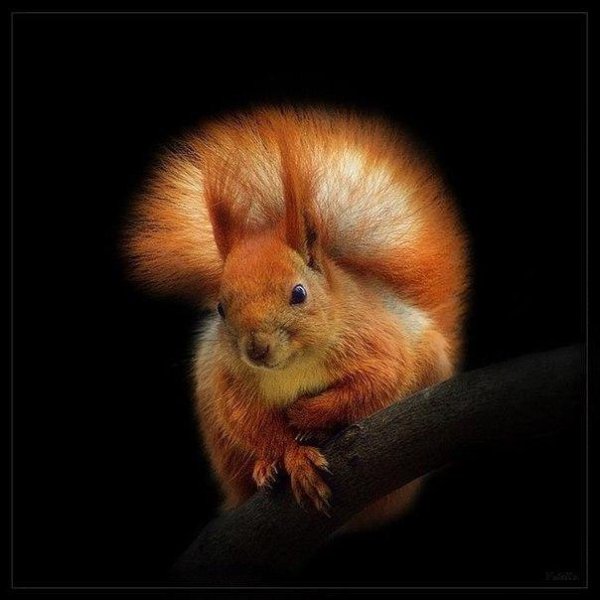 Мудрый человек сказал однажды: Три вещи никогда не возвращаются обратно: время, слово, возможность. ... - 5