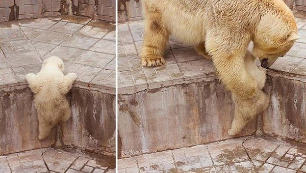 Медведи учат медвежат быть медведями :)