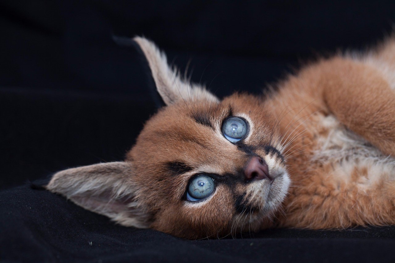 .#animal@travel.blog