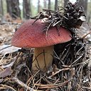 ���� �����, �������, 62 ���� - ��������� 4 ������� 2016 � ������ ������ ��������