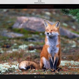 �����, �����-���������