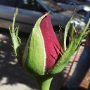 ���� Sezai, �����, 66 ��� - ��������� 9 ���� 2016 � ������ �Roses�