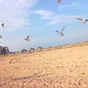  , , 29  -  11  2016     ...
