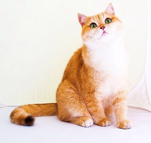 Без кота и жизнь не та - 13 марта 2016 в 07:31 - 2