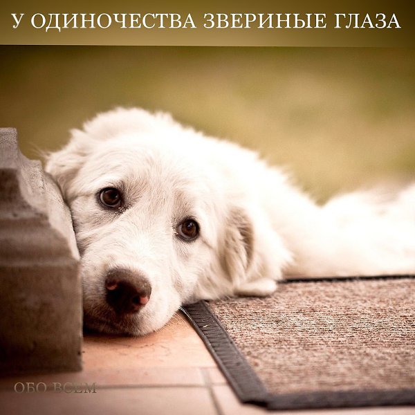 Я срублю себе дом с трубой.у созвездий всех на виду,погрущу вечерок-другойи зверёныша заведу.Буду ... - 2
