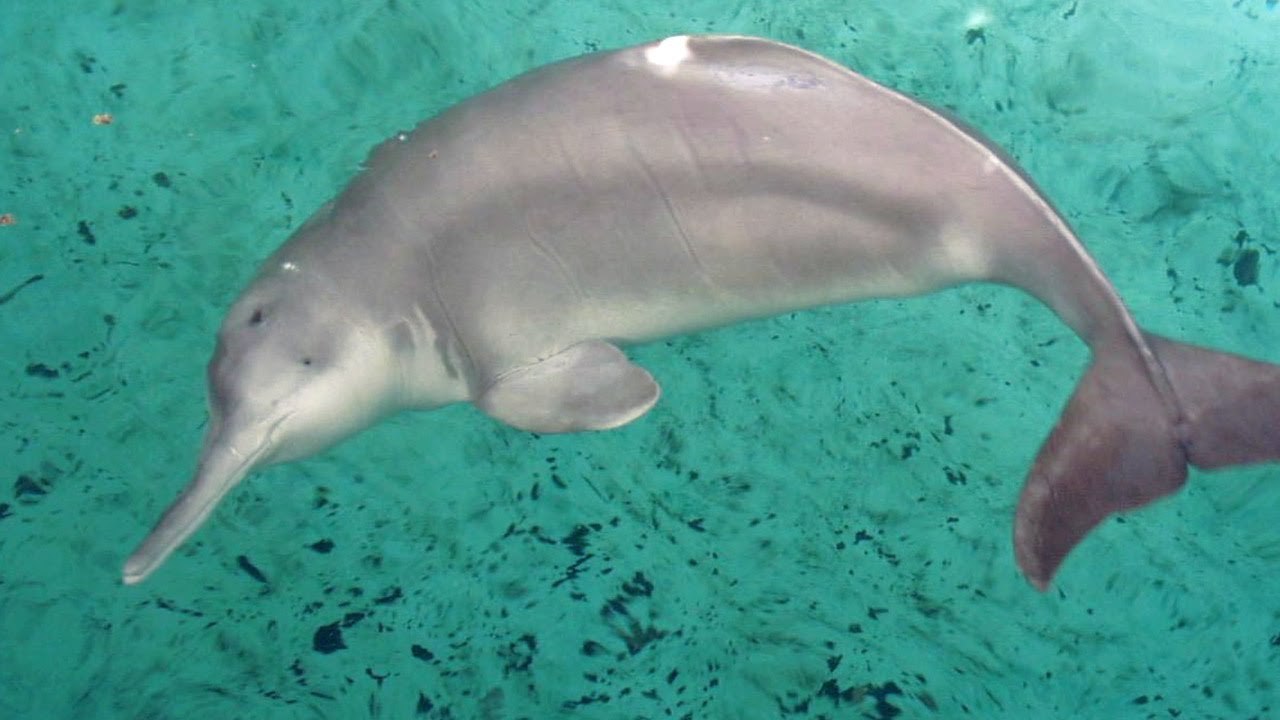    (Baiji Dolphin).        .  ...